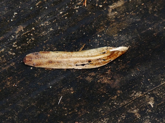 {Liriodendron tulipifera}